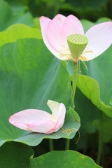 咲き終わった古代ハス