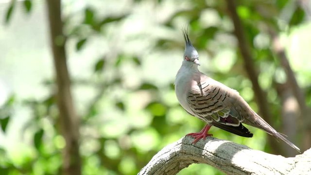 A Crested Pigeon is sitting on a branch in forest with green leaves.