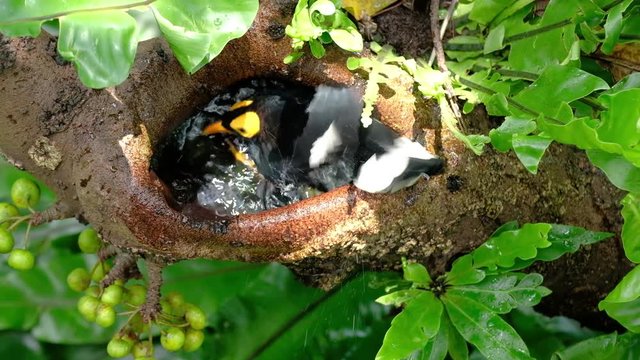 A Yellow-Faced Myna taking shower in a tree hole on a branch in forest with green leaves.