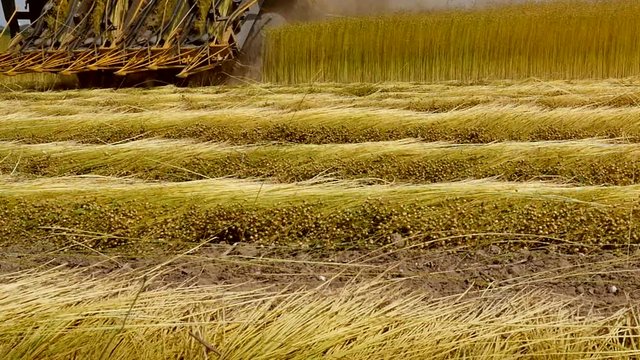agricultural machine for flax harvesting