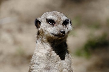 Suricate