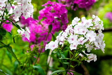 Obraz na płótnie Canvas White and purple garden Phlox closeup on green foliage background