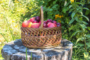 Apples in a basket