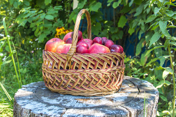 Fototapeta na wymiar Apples in a basket