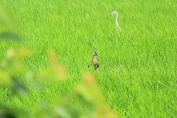 田んぼの中のサギとカモ