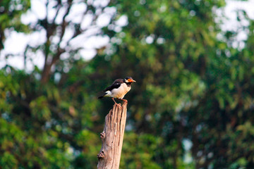 Asian pied starling, Gracupica contra, Corbett National Park, Nainital, Uttarakhand.
