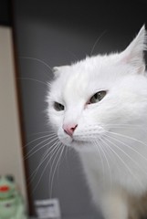 Chat