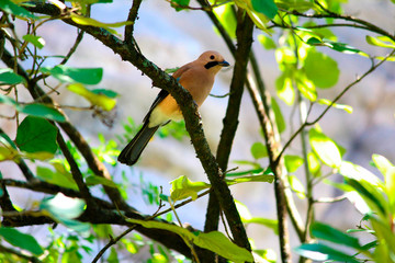 Eurasian Jay, Garrulus glandarius, Mukteshwar, Nainital, Uttarakhand.
