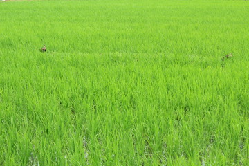 田んぼにいるカモ