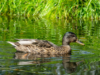 wild ducks rest in ponds, lots of beautiful water lilies, Vecpiebalga, Latvia