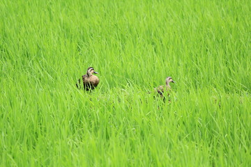 田んぼにいるカモ
