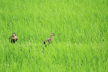 田んぼにいるカモ
