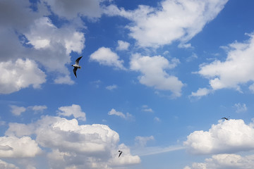 kite in the sky