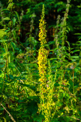 kwiat © wedrownik52