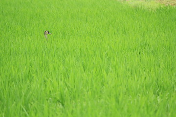 田んぼでかくれんぼ