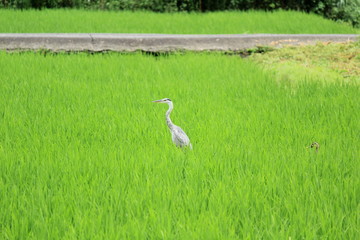 田んぼの中のサギ