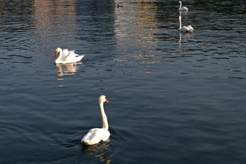 swans on the lake,birds,nature,white,water,summer,river,reflection, beauty, wildlife, swim,