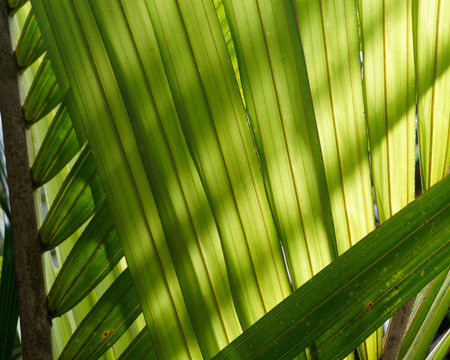 Backlit palm leaves making a natural background, New Zealand.
