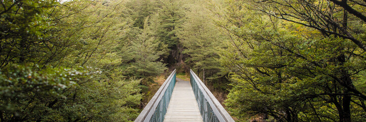 bridge in the forest
