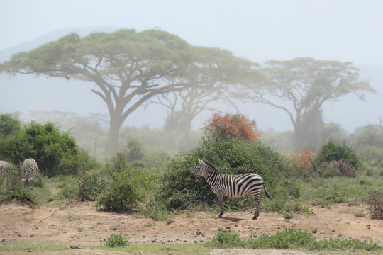 Zebra under an Acacia tree in dusty Amboseli National Park, Kenya