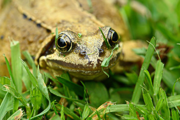 frog in garden
