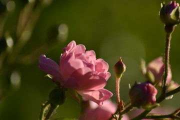 Rosa Rosenblüten und Blütenknospen