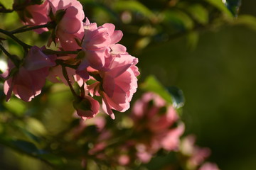Rosa Rosenblüten und Blütenknospen