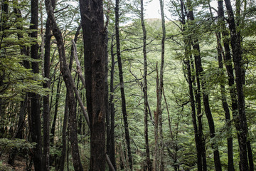 Fototapeta premium trees in forest nature background