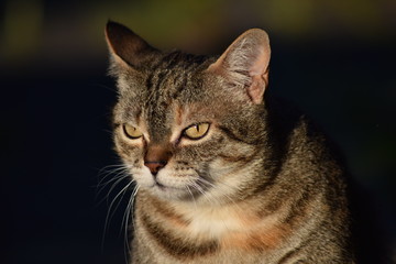 Katze in der Abendsonne