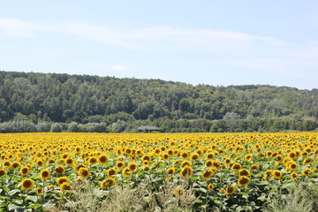 field of sunflowers good harvest