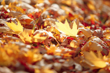 Selective focus. Autumn yellow maple leaves on the sun. Fall blurred background. Copy space place for text