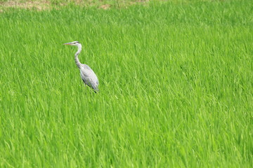 田んぼの中のサギ