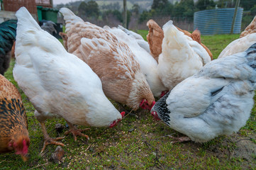 Group of chickens in the chicken coop on farm
