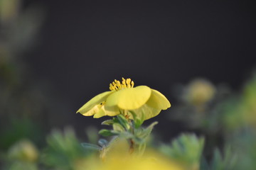 Blühender Fingerstrauch (Dasiphora fruticosa)