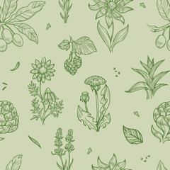 Wild flowers and plants seamless pattern medical herbs