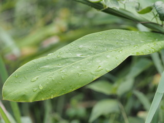 Closeup drop rain on Green leaves rainy season blurred greenery nature background with copy space using as background natural green plants landscape outdoor for copy write