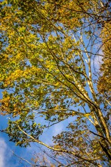 golden green leaves in the park in autumn
