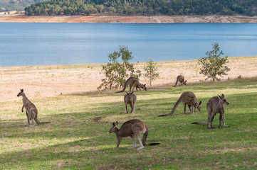 Eastern Grey Kangaroos grazing near the waters edge © Olga K
