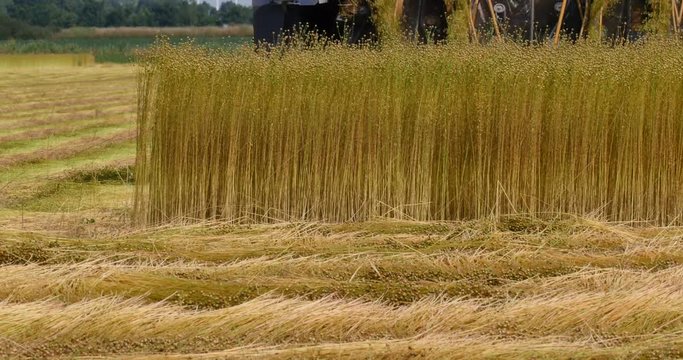 agricultural machine for flax harvesting