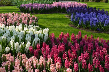 field of hyacinth colorful tulips red white pink blue purple and green grass in shadow of tree in spring time 