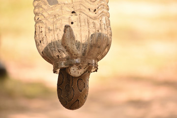 viper stocked in a bottle