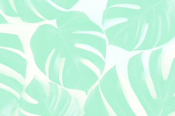 Tropical background. Tropical palm leaves on pastel yellow and blue background. Flat lay, top view