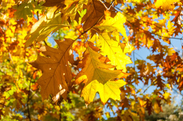 Bright golden yellow autumn leaves nature background