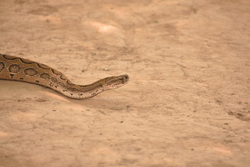 snake in desert