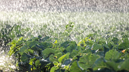 The green shoots of the seedlings emerge from the soil. Water sprinkler system in the morning sun on a plantation