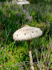 big white edible mushrooms, Saulsardzene- Macrolepiota procera beautiful texture, Latvia