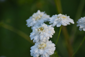 Gefülltes Mutterkraut (Tanacetum parthenium 'Pleniflorus') 