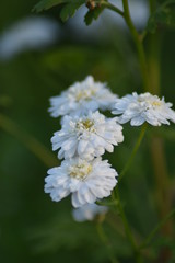 Gefülltes Mutterkraut (Tanacetum parthenium 'Pleniflorus') 