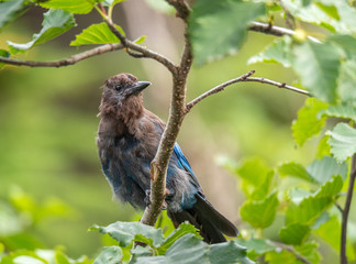 Young Stellar Jay