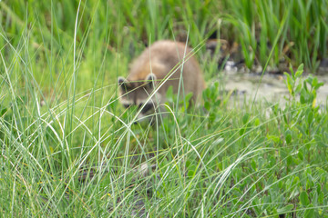 raccoon causing mischief at a campsite